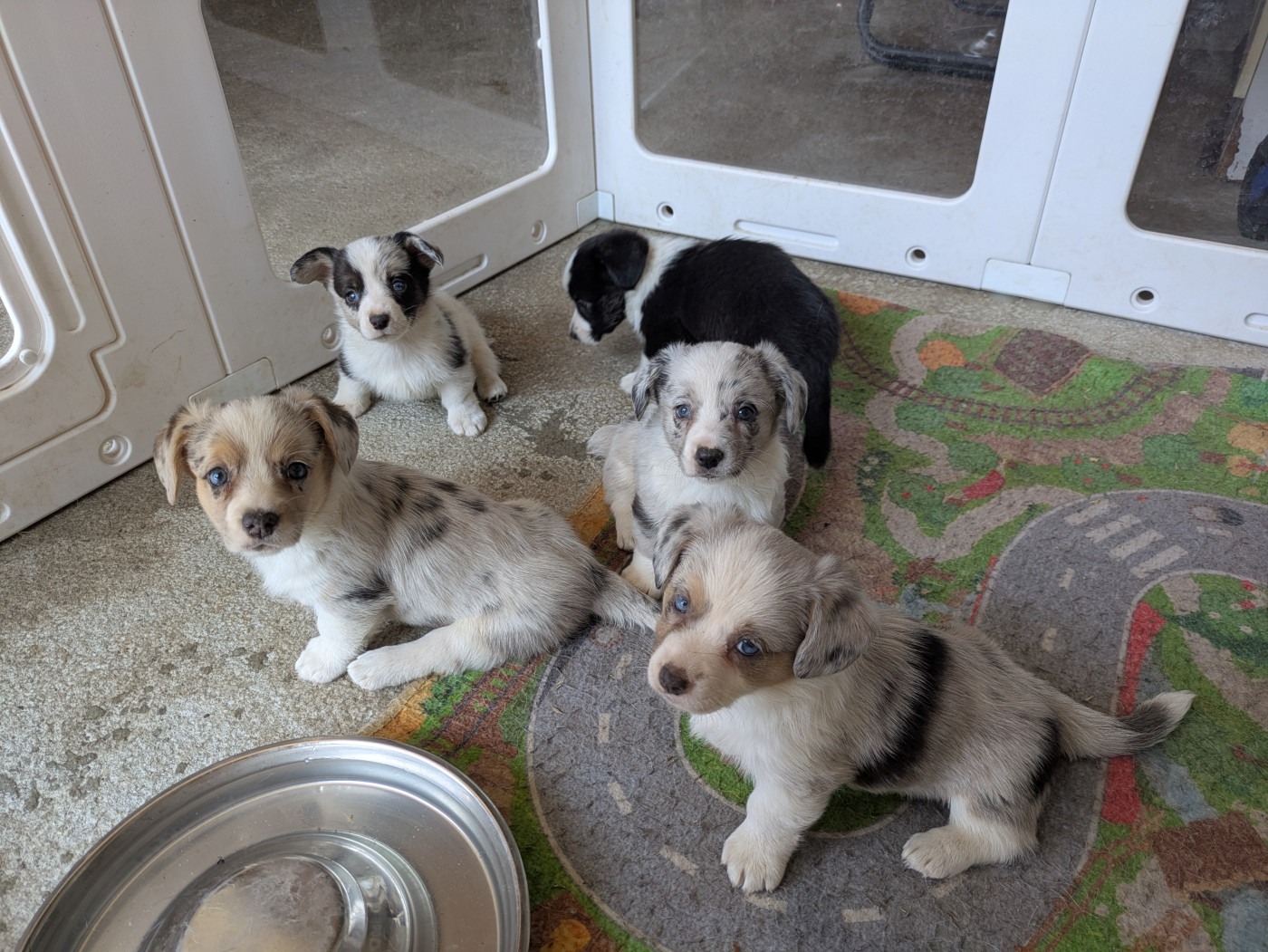 Chiot Welsh Corgi Cardigan des Tempêtes Célestes