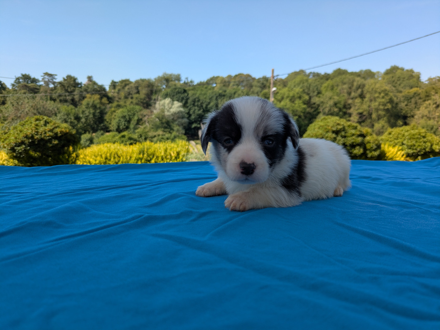 des Tempêtes Célestes - Chiots disponibles - Welsh Corgi Cardigan