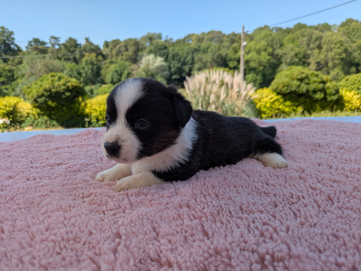 des Tempêtes Célestes - Chiots disponibles - Welsh Corgi Cardigan