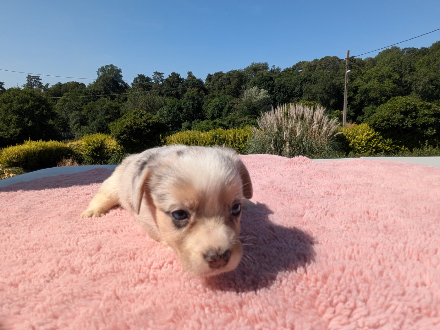des Tempêtes Célestes - Chiots disponibles - Welsh Corgi Cardigan