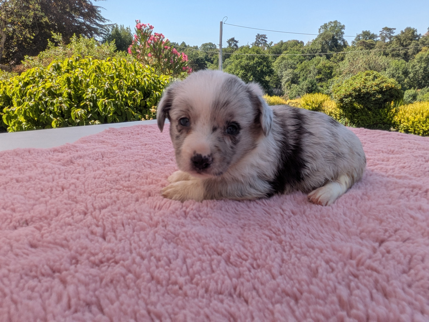 des Tempêtes Célestes - Chiots disponibles - Welsh Corgi Cardigan